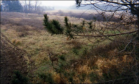 alert whitetail buck from south middle to east