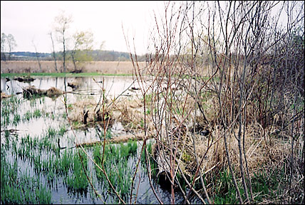Center West Pond - Spring